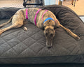 Overnight Pet Sitting (12+ Hours)