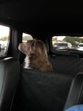 Pet Taxi Service (Extended Distance)