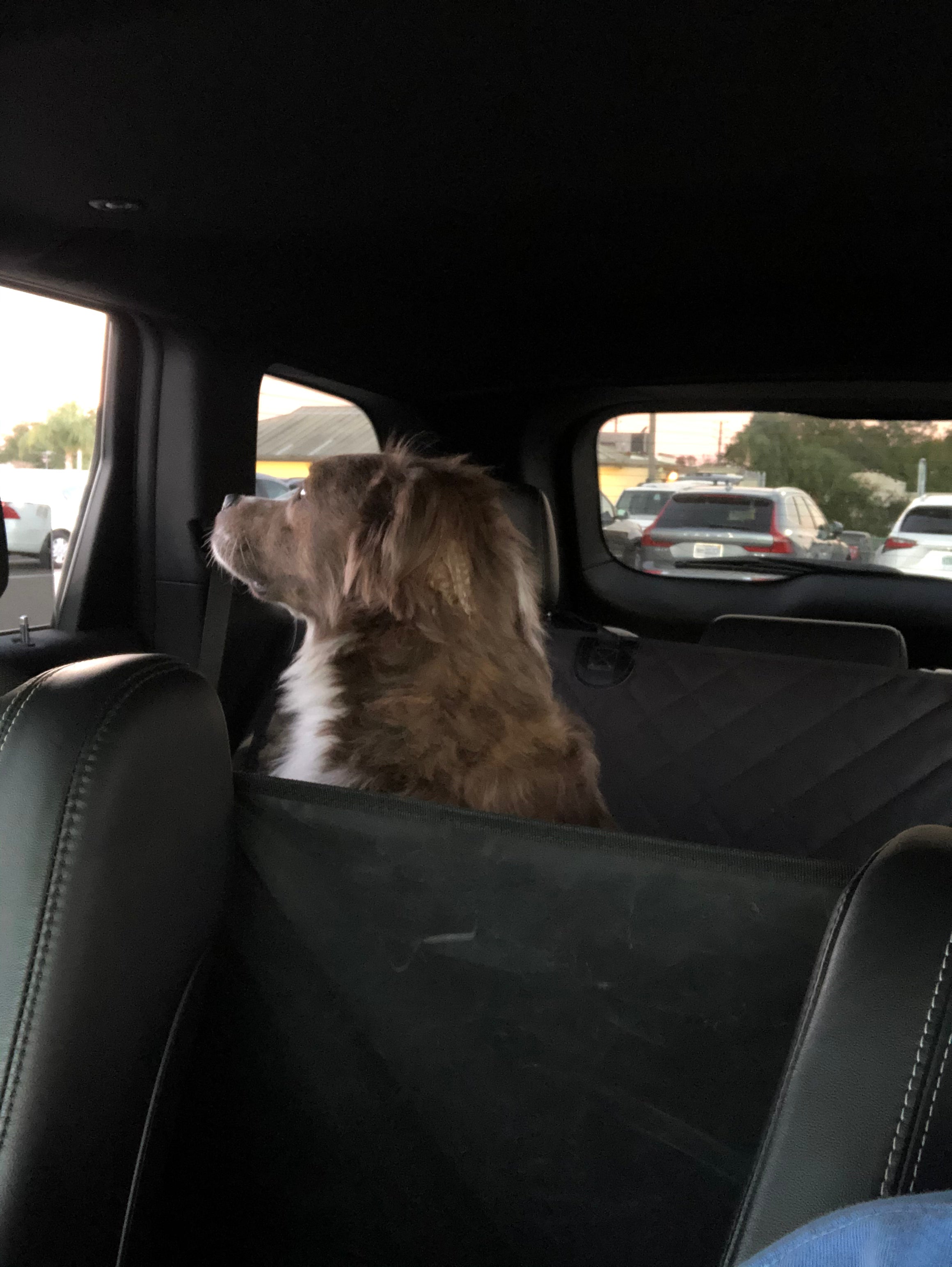Pet Taxi Service (Extended Distance)