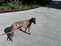 Dog Walking (20 Minutes)